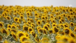 Более 413 тыс. тонн подсолнечника убрали аграрии Ставропольского края