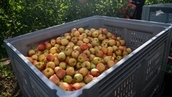 Цены на огурцы и яблоки снизились за неделю на Ставрополье