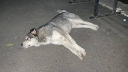 Администрация Пятигорска выплатит 10 тыс. рублей девочке, которую покусала собака