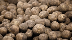 В Пятигорске проведут краевую акцию «Овощи к подъезду»