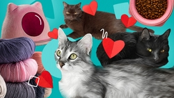 Помогают в трудную минуту и не дают скучать: как кошки меняют жизнь жителей Кавминвод