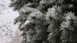 Пасмурная погода и снег ожидаются в Пятигорске 8 февраля