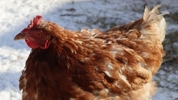 В Ставропольском крае растёт производство продукции животноводства