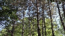 Жителей и гостей Пятигорска пригласили на уборку лесного массива 22 марта