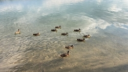 Прокуратура продолжает проверку после гибели рыбы в Новопятигорском озере