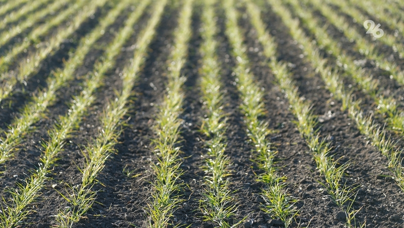 Более 206 тыс. га яровых культур посеяли на Ставрополье