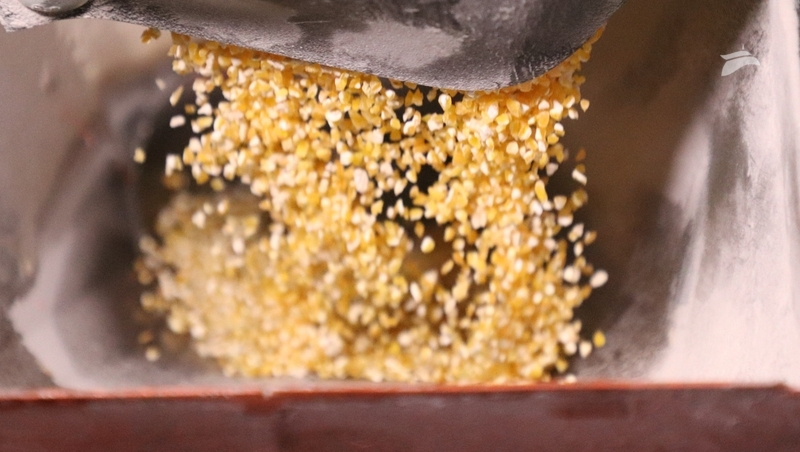 Губернатор Ставрополья: кукурузы убрано около 17% от запланированной площади