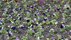 До +15 градусов ожидается в Пятигорске в начале недели