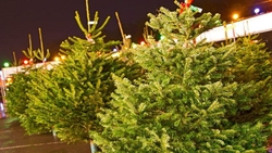 Ёлочные базары откроются в Пятигорске 15 декабря