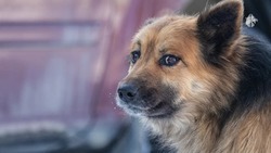 На Ставрополье спасли собаку
