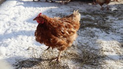 Мясо птицы Ставрополья стали чаще экспортировать в Саудовскую Аравию