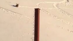 Развлечения козла на горнолыжном курорте КБР попали на видео