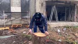 Прокурор заинтересовался вырубкой голубых елей на улице Октябрьской в Пятигорске