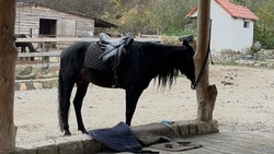 В Ессентуках около 300 участников СВО прошли реабилитацию с помощью иппотерапии