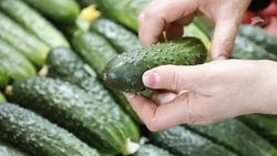 Ко Дню торговли на Ставрополье проведут большую ярмарку