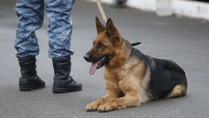 Меры транспортной безопасности значительно усилили в Ставропольском крае