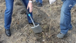 Молодые ясени и клёны в Дубровке: участники экологической акции высадили 1500 саженцев в Пятигорске