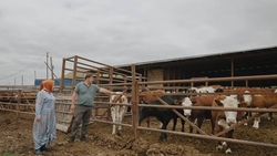 Мать четверых детей из Дагестана управляет цехом с 250 коровами