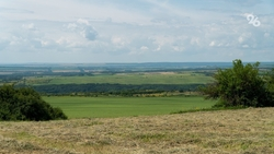 Экологическую акцию для спасения ежей проводят в Пятигорске