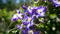 К 8 Марта в Пятигорске организуют несколько цветочных базаров