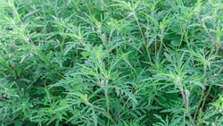 В Лермонтове усилят борьбу с амброзией