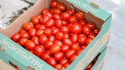 Пшеничная мука, огурцы и помидоры подешевели на Ставрополье в первую неделю апреля