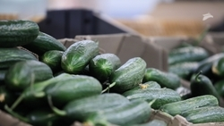 Пятигорчан и гостей курорта приглашают на традиционную весеннюю ярмарку