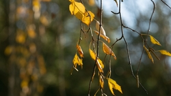 Облачная погода ожидает Пятигорск 23 ноября