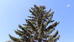 Губернатор Ставрополья: лесной фонд восстановят на Кавминводах