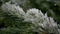 Заморозки до -3 °С ожидаются на Ставрополье 24-26 апреля