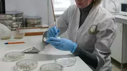 Более 330 жителей Ставрополья покусали клещи за неделю